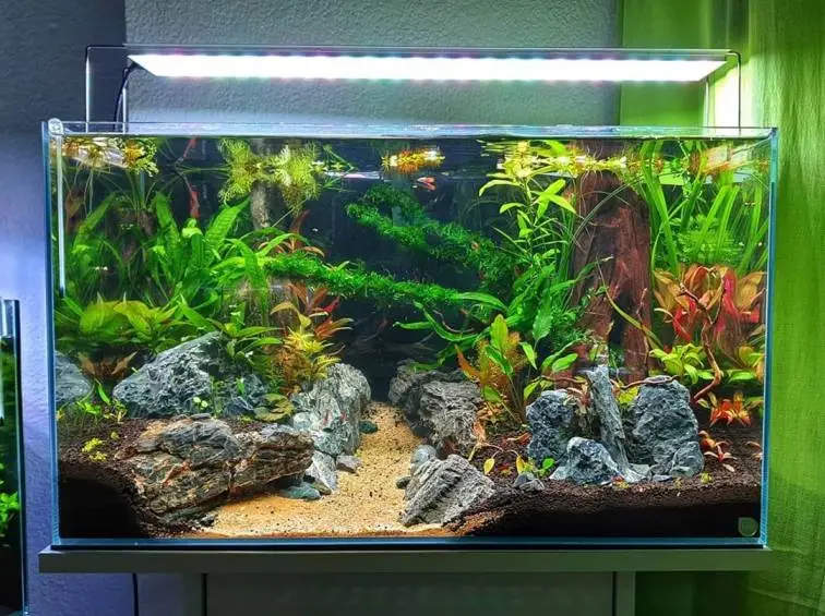 Tips for a DIY Aquarium That Fights Mosquitoes