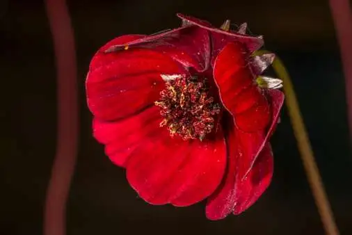 Rarest Flower Species in Remote Locations