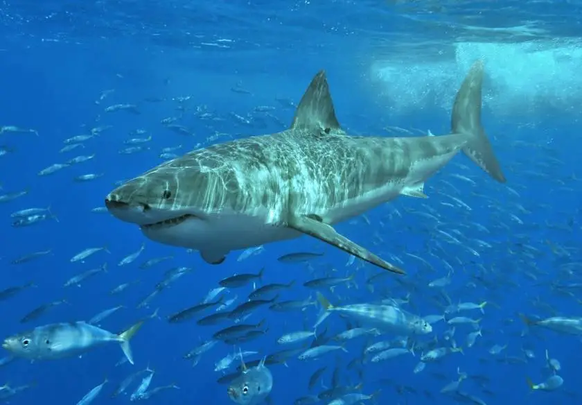 Five Fin Credible Facts About Shark Week