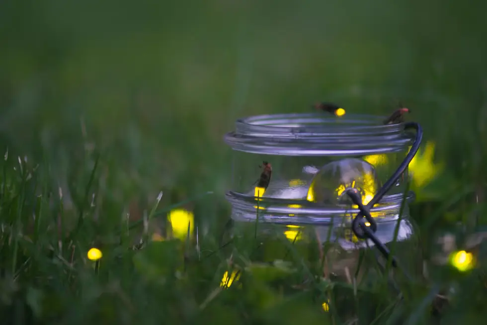 Five Ways to Help Your Yard Fireflies