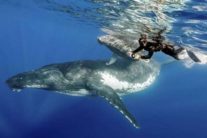 Swimming Beside Giants Tonga Humpback Whales