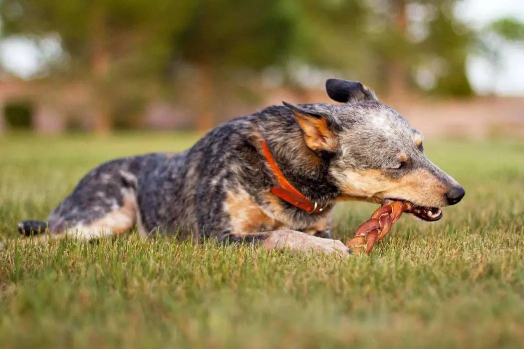 Are Bully Sticks Safe for Dogs?