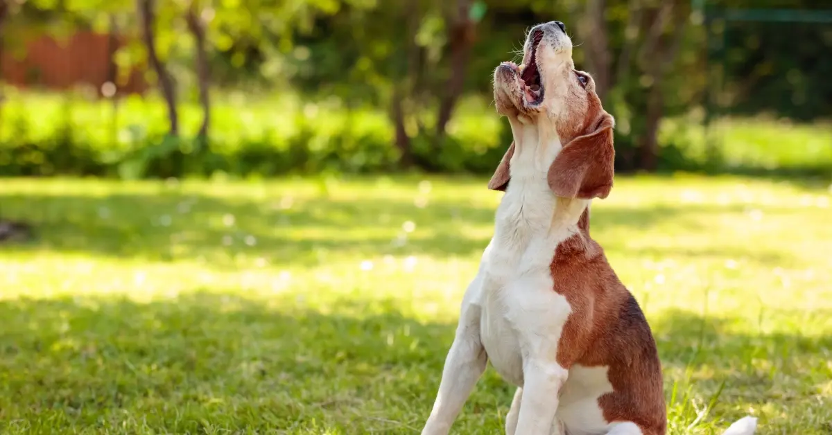 Why Beagles Are the Worst Dogs