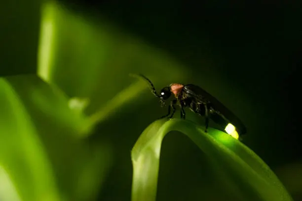 5 Ways to Support Fireflies in Your Yard