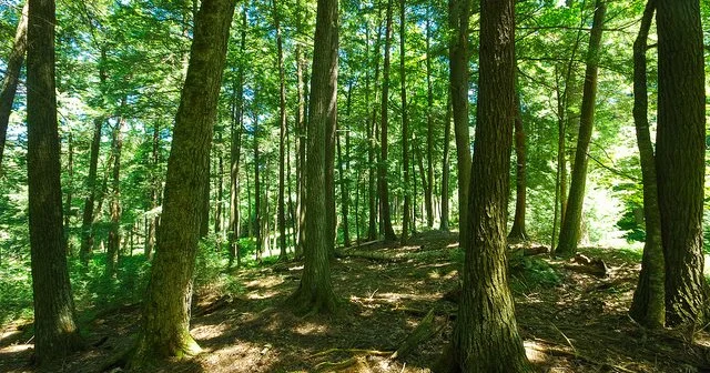 How Forests Regulate Climate