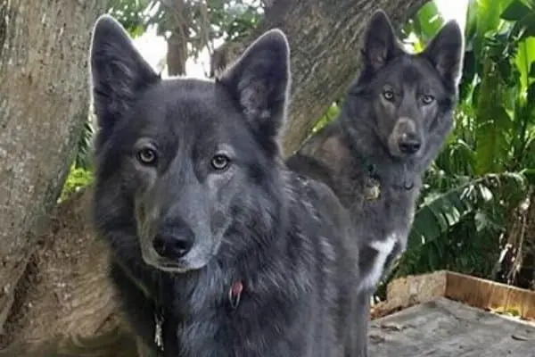 Is The Right Dog For Your Family A Blue Bay Shepherd?