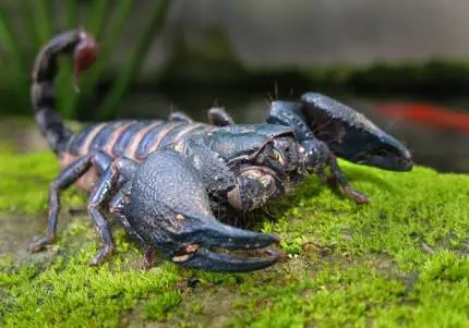 Asian Forest Scorpion: Facts