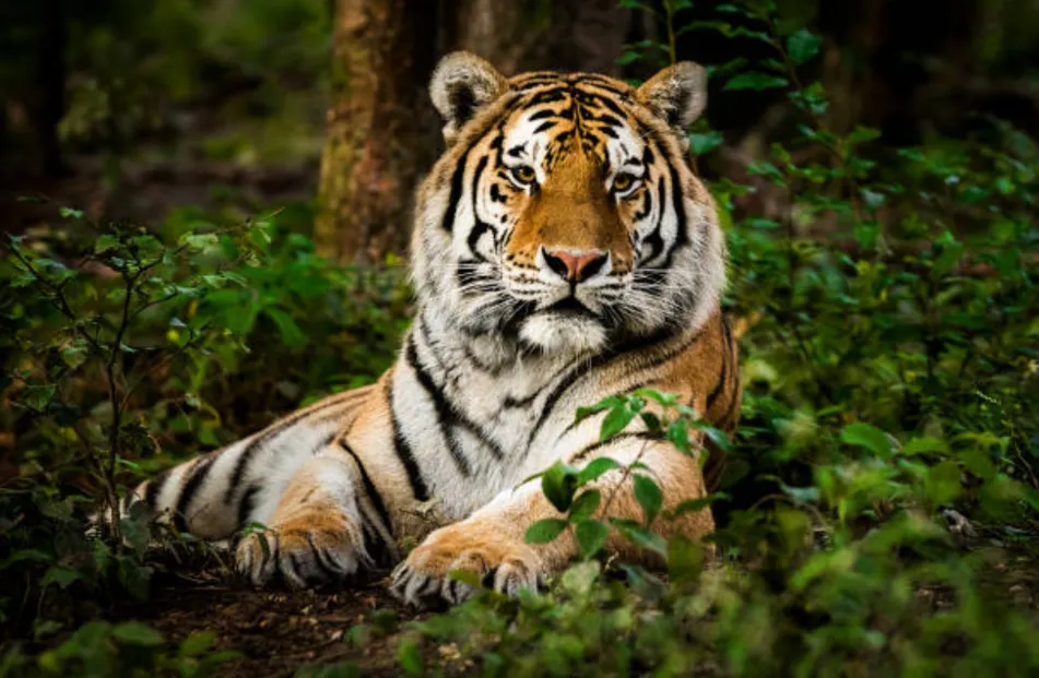 Wildlife Protection in Action: Saving Endangered Species Around the World